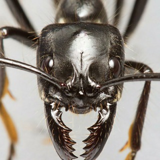 Логотип @animalkeepers_channel - Keep all time | Киперство животных