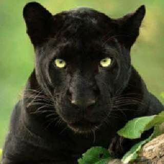 Логотип @animallifefunny - AL&O