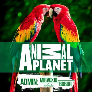 Логотип @animalplanetuz - Animal Planet