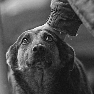 Логотип @animalpolicerussia - Animalpolice.ru🐶🐱🦊🇷🇺