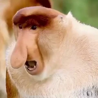 Логотип @animals007 - animals