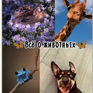 Логотип @animals40810 - 🦋Всё о животных🦋