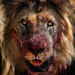 Логотип @animals_18 - ANIMALS