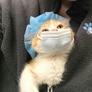 Логотип @animals_mem - животные и мемы