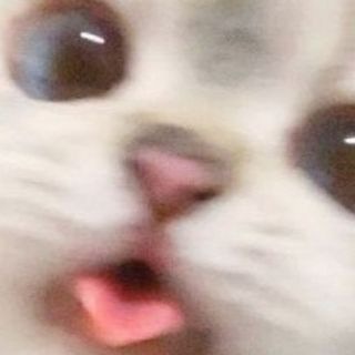 Логотип @animals_that_love - ミ💖 Животные, которые любят 💖彡