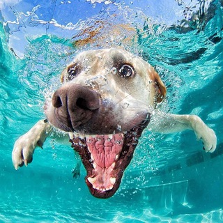 Логотип @animals_zoofun - @animals_zoofun