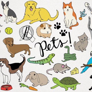 Логотип @animalsssd - 🐈🐇🐶 объявления* домашние животные , пристройство***) Москва и Московская область