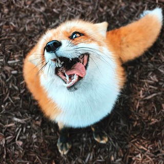 Логотип @animalssshow - Animals Show