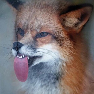 Логотип @animaltongue - Шершаві язички