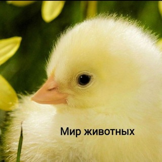 Логотип @animalworld24 - Инкубационное яйцо, цыплята, птицеводство 🐣