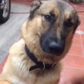 Логотип @animalzgif - Гифки с животными