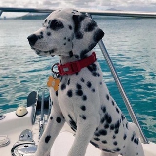 Логотип @anime_oboi2 - ЯЗЫКИ И ТЕМЫ