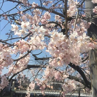 Логотип @anime_risunci_tt - 🌸𝚂𝚝𝚊𝚛𝚛𝚢_𝙽𝚒𝚐𝚑𝚝🌸
