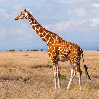 Логотип @animedsdkd - Жираф