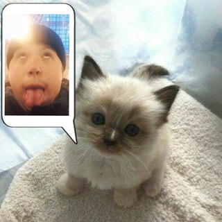 Логотип @animeskamishka - Миша Анимешник ПЕДОФИЛЬЩИК - @Misha_Animeshnik