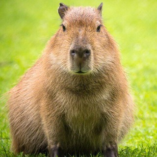 Логотип @animevseseriyy - Капибарии, типа комментарии