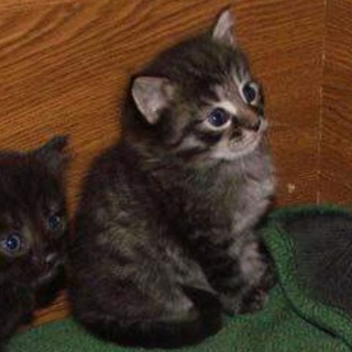 Логотип @animles - Good and pure A N I M L E S