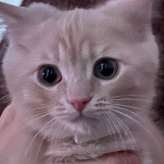 Логотип @aniryzechat - Lxnermeow•