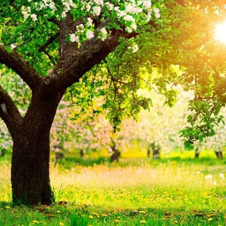 Логотип @anm882021 - АНМ / 🌿 Ассоциация Натуральной Медицины 🌿 Association of Natural Medicine 🌿 ANM ☀️