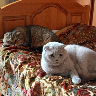 Логотип @annakuznezova90 - Без КОТА жизнь не та