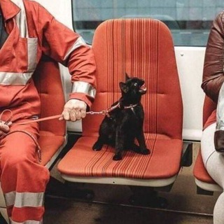 Логотип @anniesshiza - annie's shiza | #УкрТґ