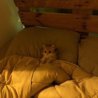 Логотип @annkonik - Ann Konik