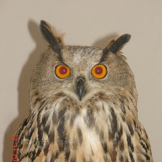 Логотип @annsofamax - Животинки