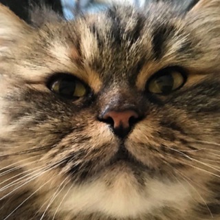 Логотип @anotheronememeschannel - Москалі не люди