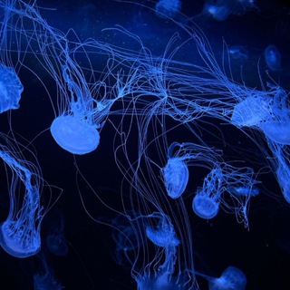 Логотип @ansuztrip - Trip_ezoterika