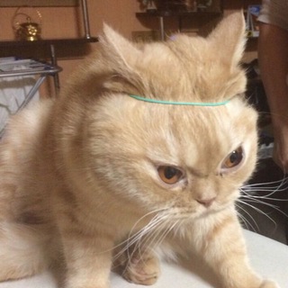 Логотип @antipostironia1 - Пост ирония