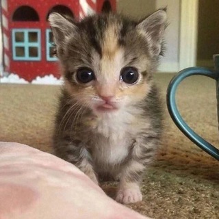 Логотип @antitoxick - Добрые мемы