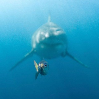 Логотип @anton_avtoman - Anton Avtoman