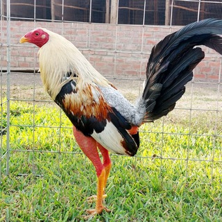 Логотип @antoniohernandez1 - Gallos toñito