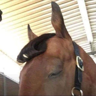 Логотип @antonoya - antonoia