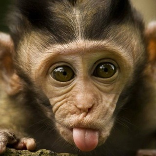 Логотип @anytsba - тайна будэйко