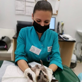 Логотип @anzhel_rept - dr.anzhel_vet