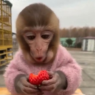 Логотип @apisyanfamily - apisyan family