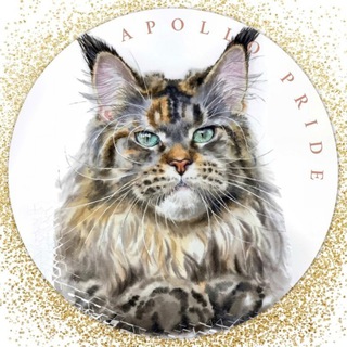 Логотип @apollopride - Мейн-куны от Apollo Pride. Гордость и Совершенство.