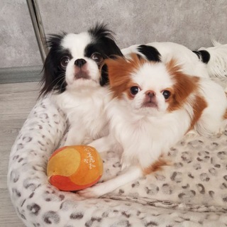 Логотип @apxin2 - ЯпХин