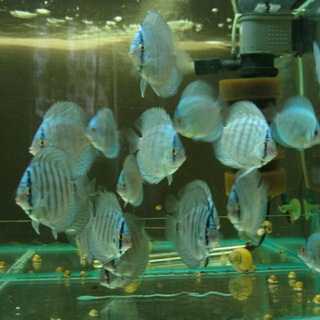 Логотип @aqariumfish - AquariumFish