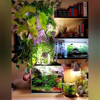 Логотип @aqua_at_home - Planted Aquarium & Paludarium