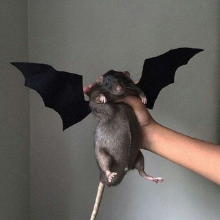 Логотип @aqua_supmul - Тупые мудрости😈