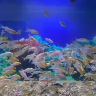 Логотип @aquafeeduz - Aqua feed