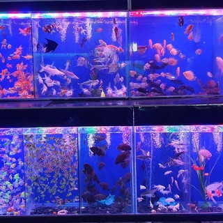 Логотип @aquanarium_uzb - Акванариум Ташкент