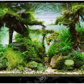 Логотип @aquarium4at - Аквариумистика чат