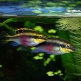 Логотип @aquariumistik_chat - Аквариумистика ЧАТ