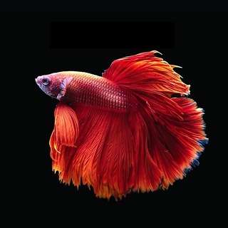 Логотип @aquariumjust - Аквариумистика 🪸