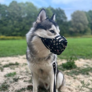 Логотип @arabdoghouse - malamute_Vaidar