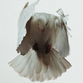 Логотип @archivalfashion - Архив