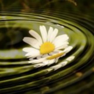 Логотип @archivheilpflanzenwissen - Heilpflanzenwissen Archiv